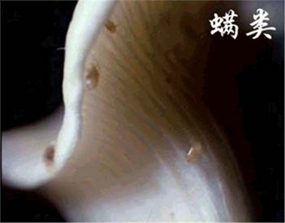 螨虫-亿昌菌业.jpg 螨虫-亿昌菌业.jpg