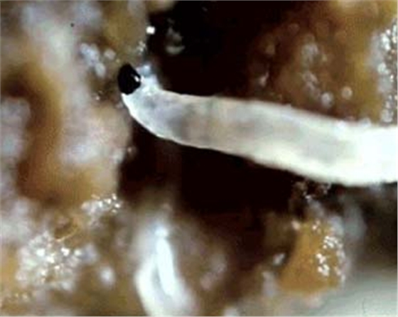 线虫-亿昌菌业.jpg 线虫-亿昌菌业.jpg