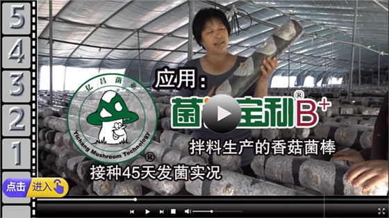 应用“菌诺宝利B+”拌料生产的香菇菌棒，接种45天发菌实况