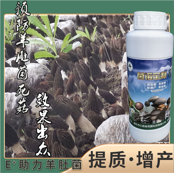 菌诺宝利E+：预防羊肚菌死菇，效果出众