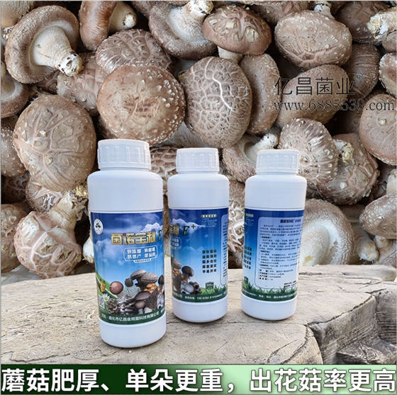 菌诺宝利E+：蘑菇肥厚、单朵更重，出花菇率更高