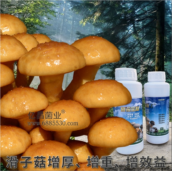 菌诺宝利E+：滑子菇增厚、增重、增效益