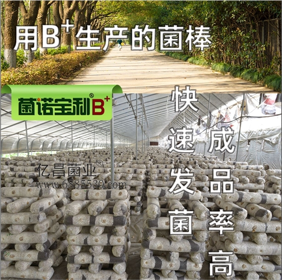 亿昌菌业-菌诺宝利B+（网页-7）B+生产的菌棒，快速发菌，成品率高
