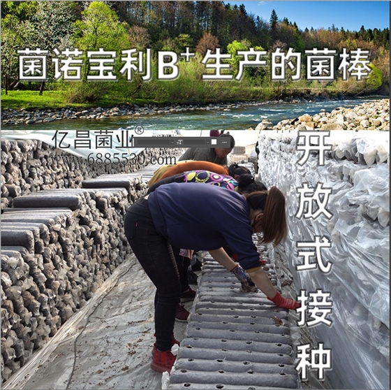 亿昌菌业-菌诺宝利B+（网页-9）开放式接种
