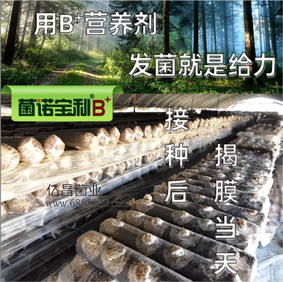 亿昌菌业-菌诺宝利B+（网页-14）添加B+营养剂，发菌就是给力