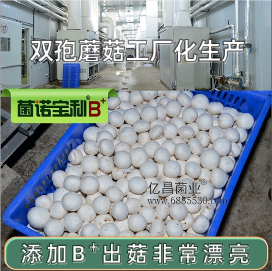 亿昌菌业-菌诺宝利B+（网页-19）双孢蘑菇工厂化生产，添加B+出菇非常漂亮
