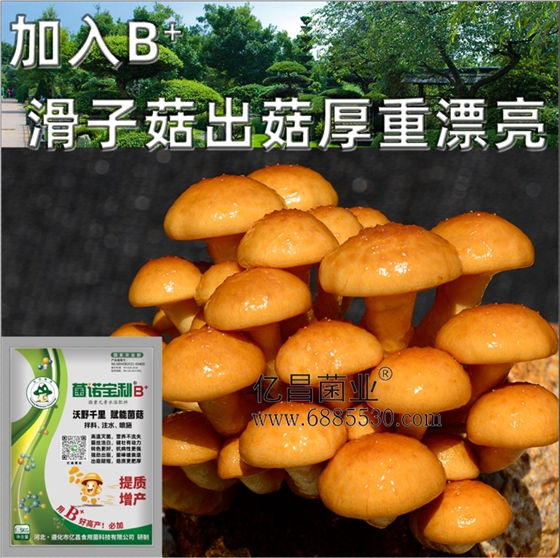 亿昌菌业-菌诺宝利B+（网页-21）加入B+滑子菇出菇厚重漂亮