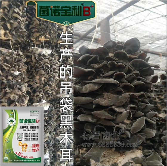 亿昌菌业-菌诺宝利B+（网页-23）生产吊袋黑木耳