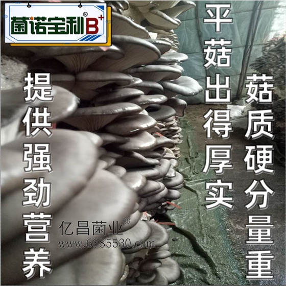 亿昌菌业-菌诺宝利B+（网页-24）提供强劲营养，平菇出得厚实，菇质硬分量重