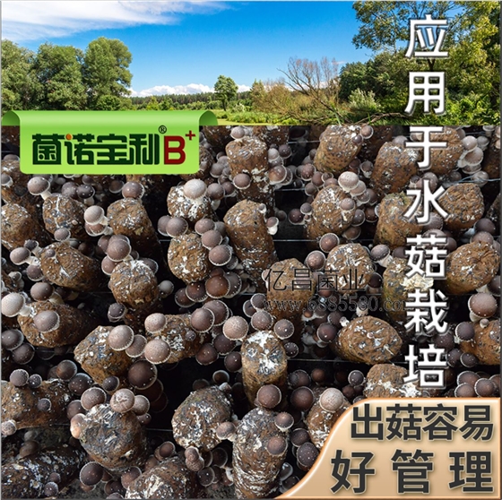 亿昌菌业-菌诺宝利B+（网页-40）应用于水菇栽培，出菇容易，好管理