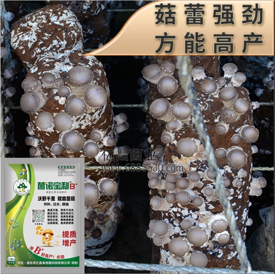 亿昌菌业-菌诺宝利B+（网页-41）菇蕾强劲，方能高产