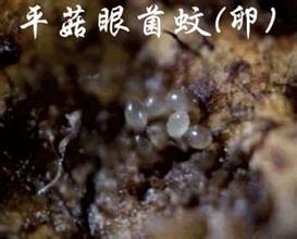 平菇蚊子-亿昌菌业.jpg 平菇蚊子-亿昌菌业.jpg