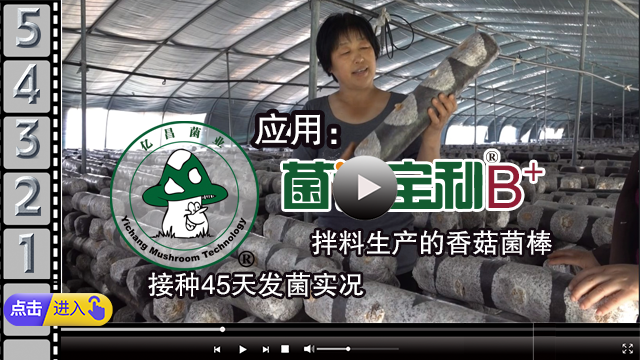 应用“菌诺宝利B+”拌料生产的香菇菌棒，接种45天发菌实况