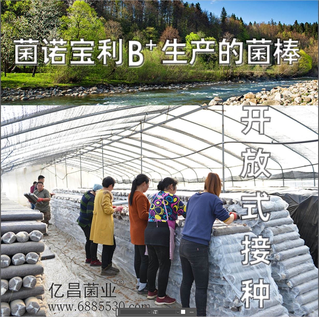 亿昌菌业-菌诺宝利B+（网页-10）开放式接种