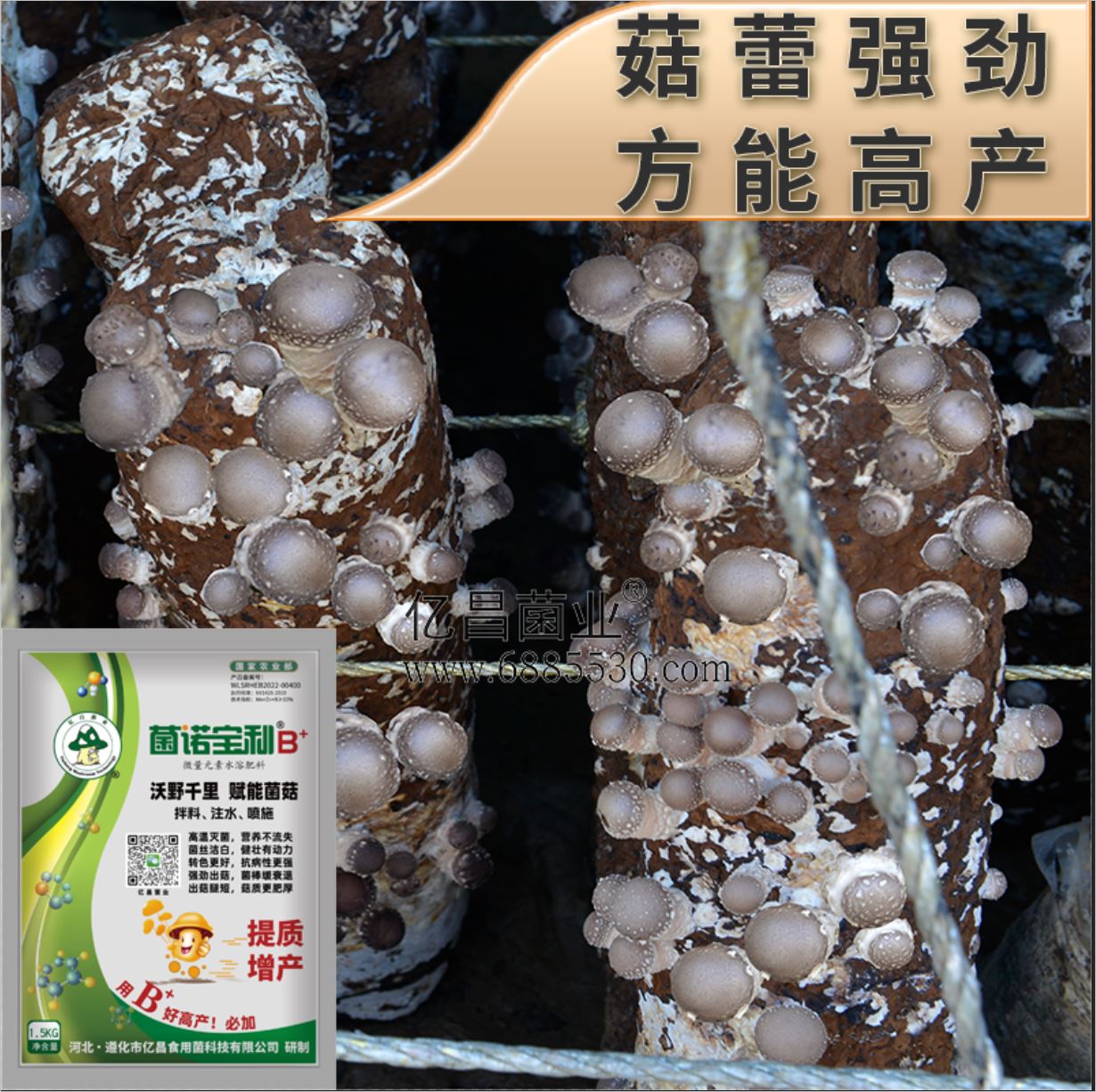 亿昌菌业-菌诺宝利B+（网页-41）菇蕾强劲，方能高产