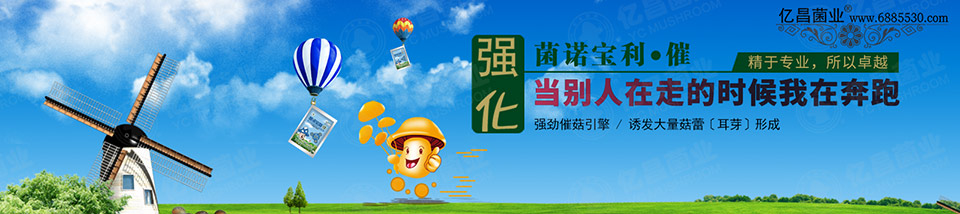 亿昌催菇王——强劲催菇引擎，诱发大量菇蕾（耳芽）形成