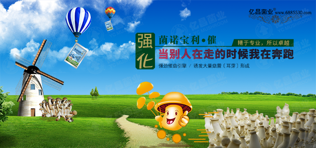 亿昌催菇王——强劲催菇引擎，诱发大量菇蕾（耳芽）形成